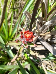Castilleja arvensis pastorei