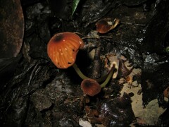 Marasmius berteroi