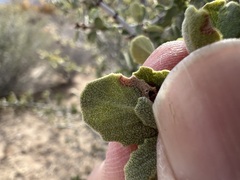 Ceanothus pauciflorus