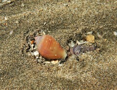 Neogastropoda