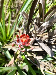 Castilleja arvensis pastorei
