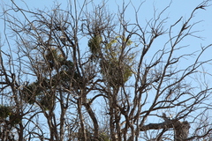Phoradendron villosum
