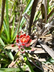 Castilleja arvensis pastorei