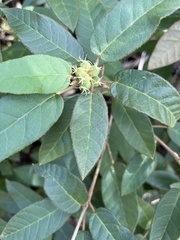 Croton cortesianus