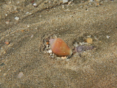 Neogastropoda