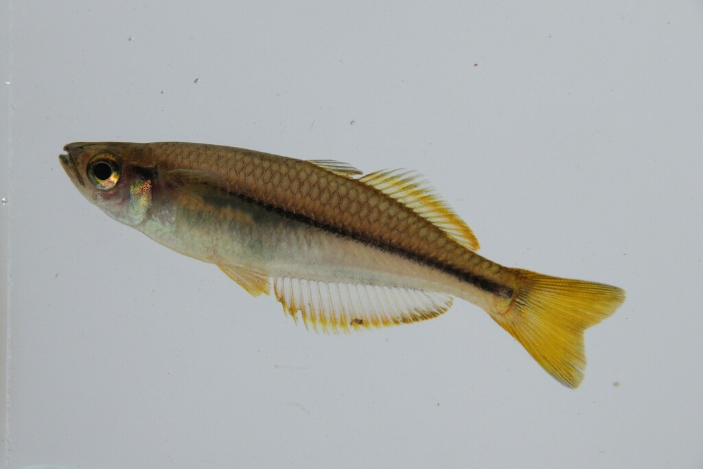 Cairns Rainbowfish