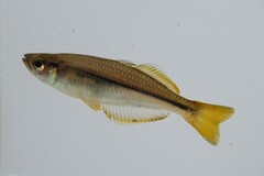 Cairnsichthys rhombosomoides