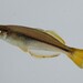 Cairnsichthys rhombosomoides - Photo (c) Aquatic Ecosystem Health, algunos derechos reservados (CC BY-NC), subido por Aquatic Ecosystem Health