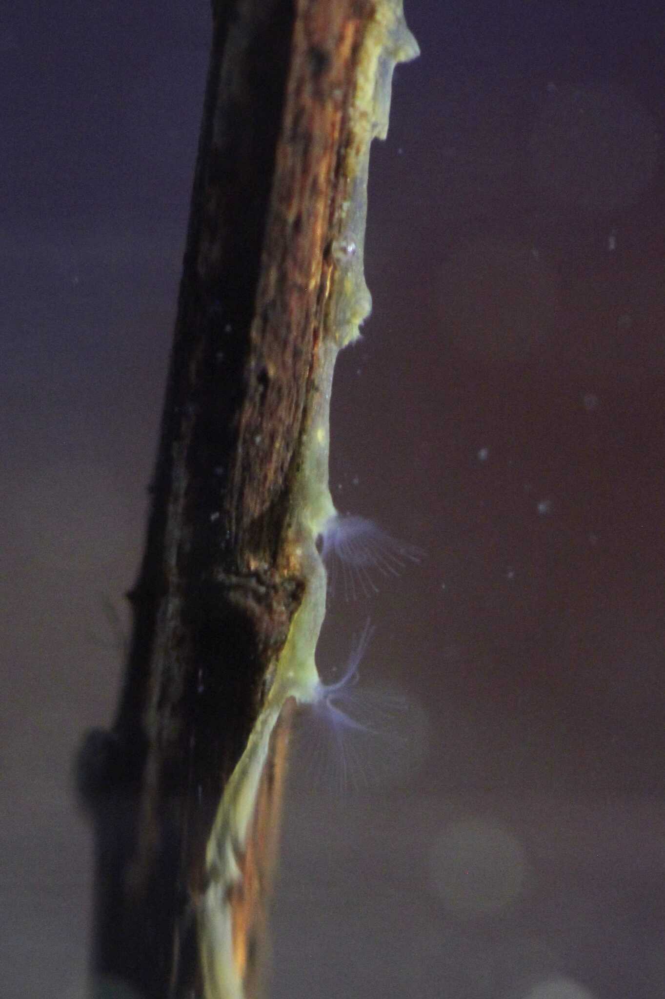 Plumatella repens (Linnaeus, 1758)