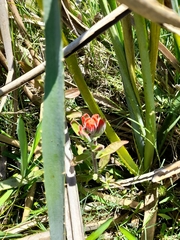 Castilleja arvensis pastorei