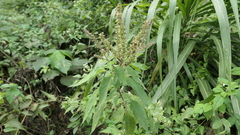 Ocimum