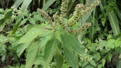 Ocimum