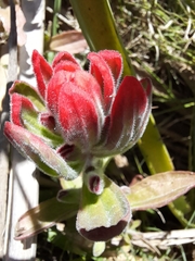 Castilleja arvensis pastorei
