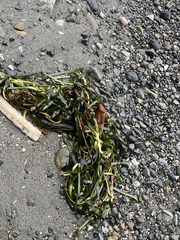Zostera