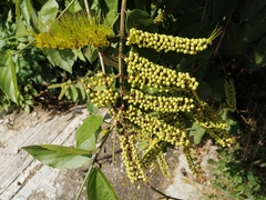 Combretum fruticosum