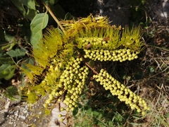 Combretum fruticosum