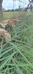 Dianella amoena