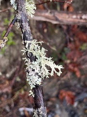 Evernia