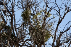 Phoradendron villosum