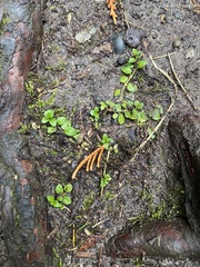 Lysimachia nummularia
