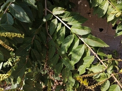 Combretum fruticosum