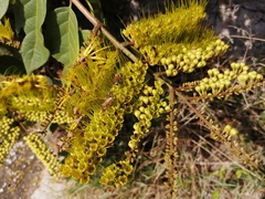 Combretum fruticosum