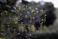 Clematis aureolata