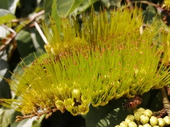 Combretum fruticosum