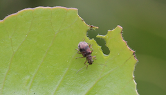 Psathyrocerus