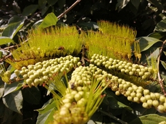 Combretum fruticosum