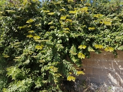 Combretum fruticosum