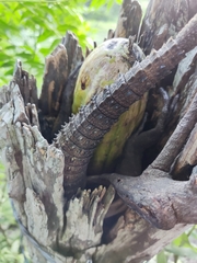 Ctenosaura acanthura