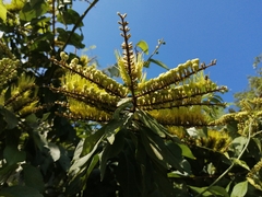 Combretum fruticosum
