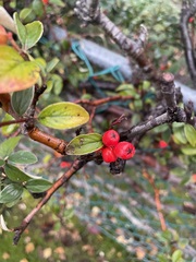 Cotoneaster franchetii