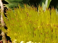 Combretum fruticosum