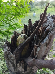 Ctenosaura acanthura