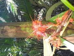 Brownea macrophylla
