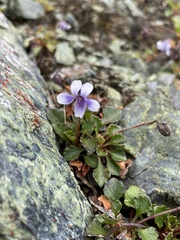 Viola serpentinicola