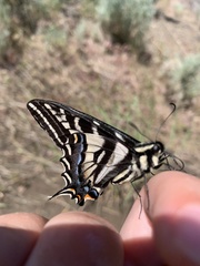 Papilio