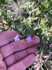 Sairocarpus nuttallianus