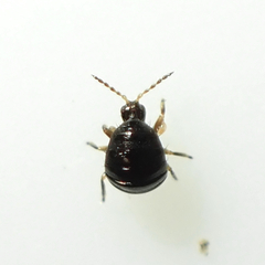 Thysanoptera