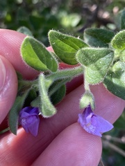 Sairocarpus nuttallianus