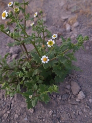 Amauria rotundifolia