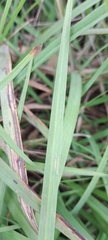 Dianella amoena