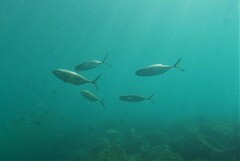 Caranx caballus
