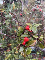 Cotoneaster franchetii