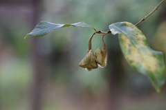 Aristolochia versicolor