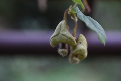 Aristolochia versicolor
