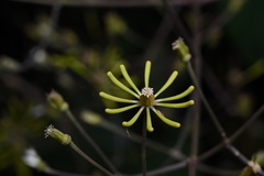 Clematis aureolata