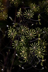 Clematis aureolata